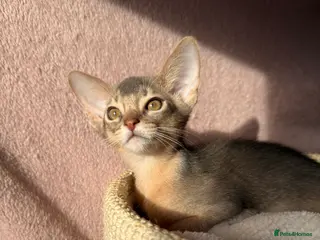 Abyssinian cats 💙 One Blue Male Abyssinian Kittens left 💙 - Advert 3