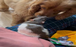 Rat rodents for sale: Pumpkin  - Image 2