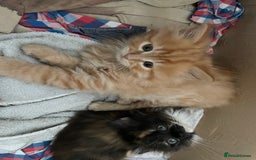 Mixed Breed cats for sale: 🎃 Cute Fluffy Kittens – Persian x BSH Mix - Image 15