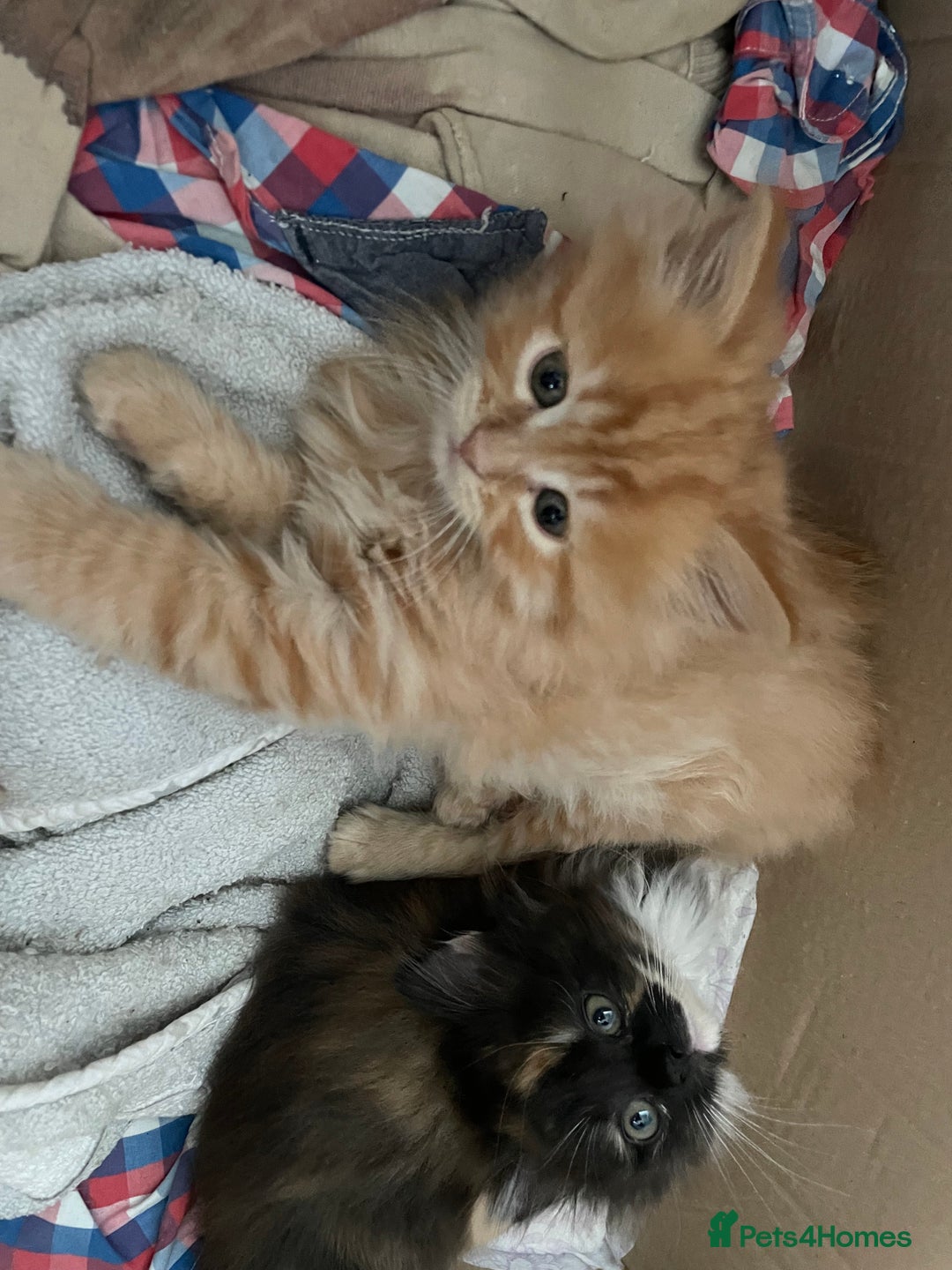 Mixed Breed cats for sale: 🎃 Cute Fluffy Kittens – Persian x BSH Mix - Image 15