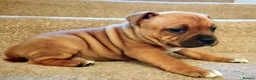Staffordshire Bull Terrier dogs for sale: GORGEOUS RED STAFFORDSHIRE BULL TERRIER PUPPIES - Advert 6