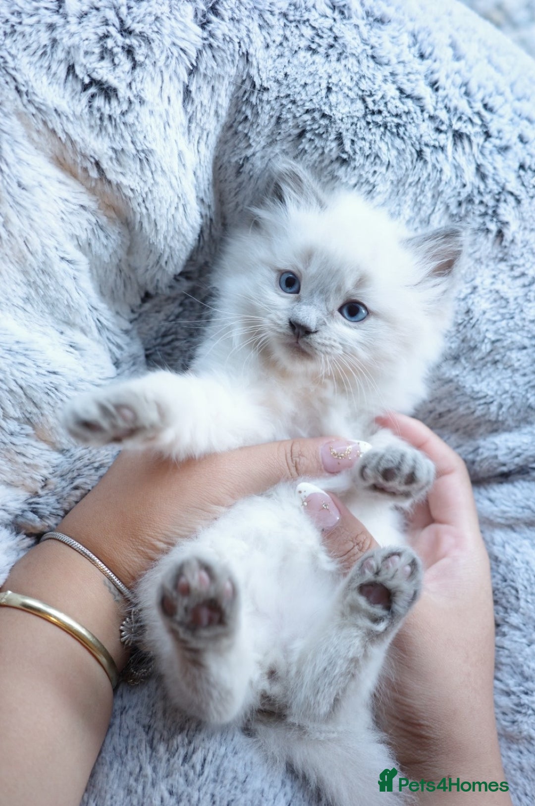 Ragdoll cats for sale: Splendid perfect Ragdolls for your love oness - Advert 5