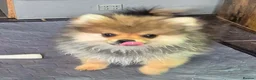 Pomeranian dogs for sale: 13 weeks Teddy bear face Pomeranian male puppies  - Advert 8