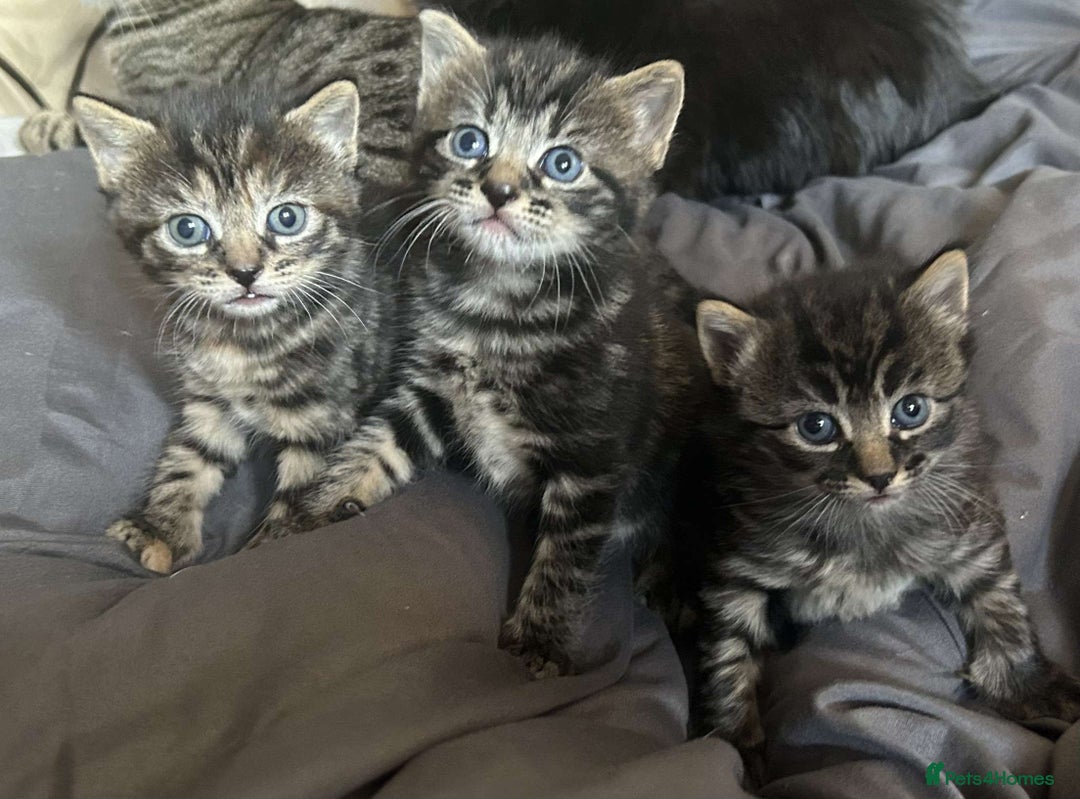 Bengal cats for sale: bengal x ragdoll kittens  - Image 8