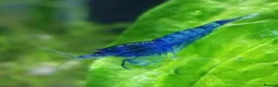 Shrimps fish for sale: 🔥Juv. RED & BLUE SHRIMP🦐 + free plant 🍃 - Advert 10
