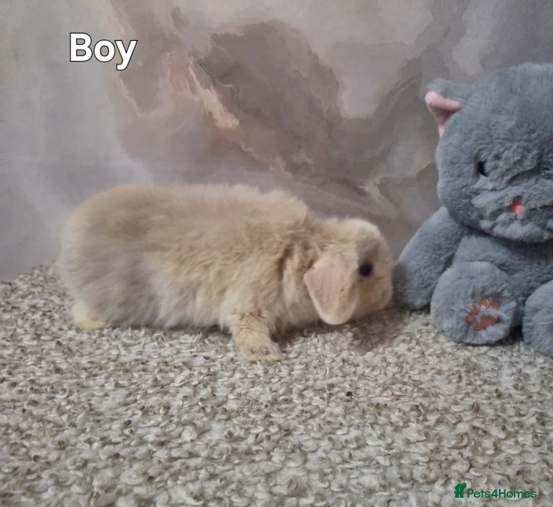 Mini Lop rabbits for sale: PURE MINI LOP BUNNIES ( All COLOURS) - Advert 5
