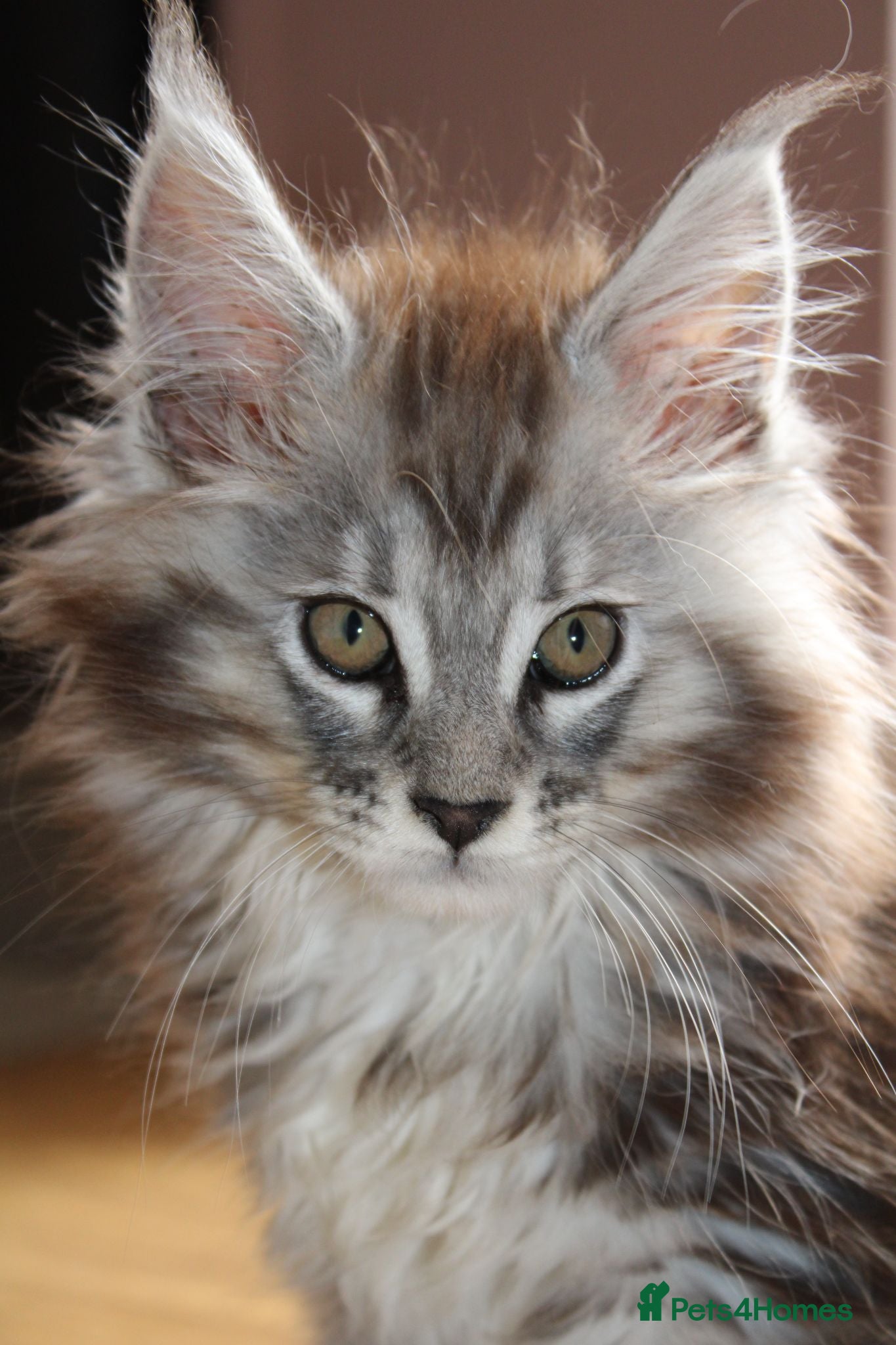 Maine Coon cats Health tested TICA Maine Coon Kittens  - Advert 16