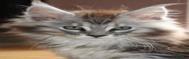 Blue smoke tabby 
