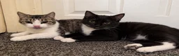 Domestic Shorthair cats for sale: Mother (Lucy) and Daughter (Sparkles) in Birmingham - Advert 1
