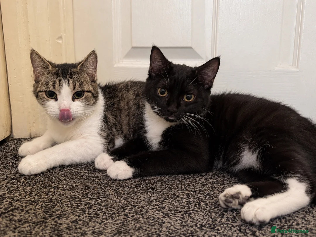 Domestic Shorthair cats for sale: Mother (Lucy) and Daughter (Sparkles) in Birmingham - Advert 1