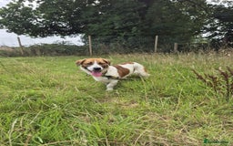 Mixed Breed dogs for adoption: Diego. Badersfield Norfolk  - Image 14