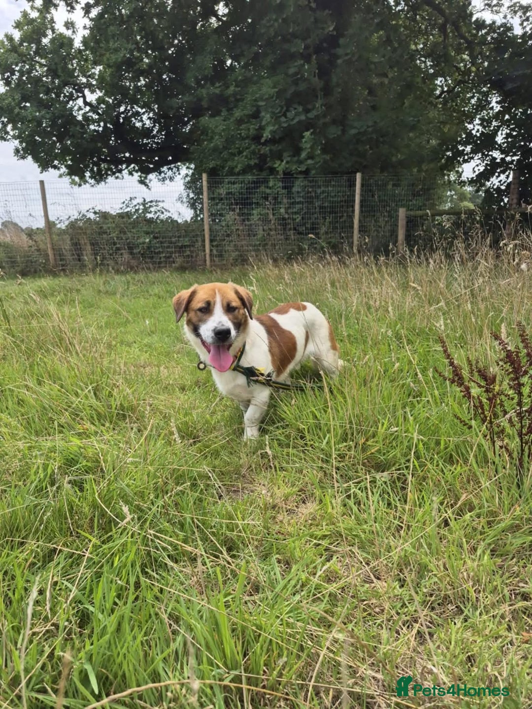 Mixed Breed dogs for adoption: Diego. Badersfield Norfolk  - Image 14