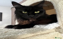 Maine Coon cats for sale: 2 year old mainecoon FEMALE - Image 6
