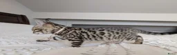 Bengal cats for sale: 🖤🩶🤍 BEAUTIFUL BENGAL KITTENS 🤍🩶🖤 - Advert 19