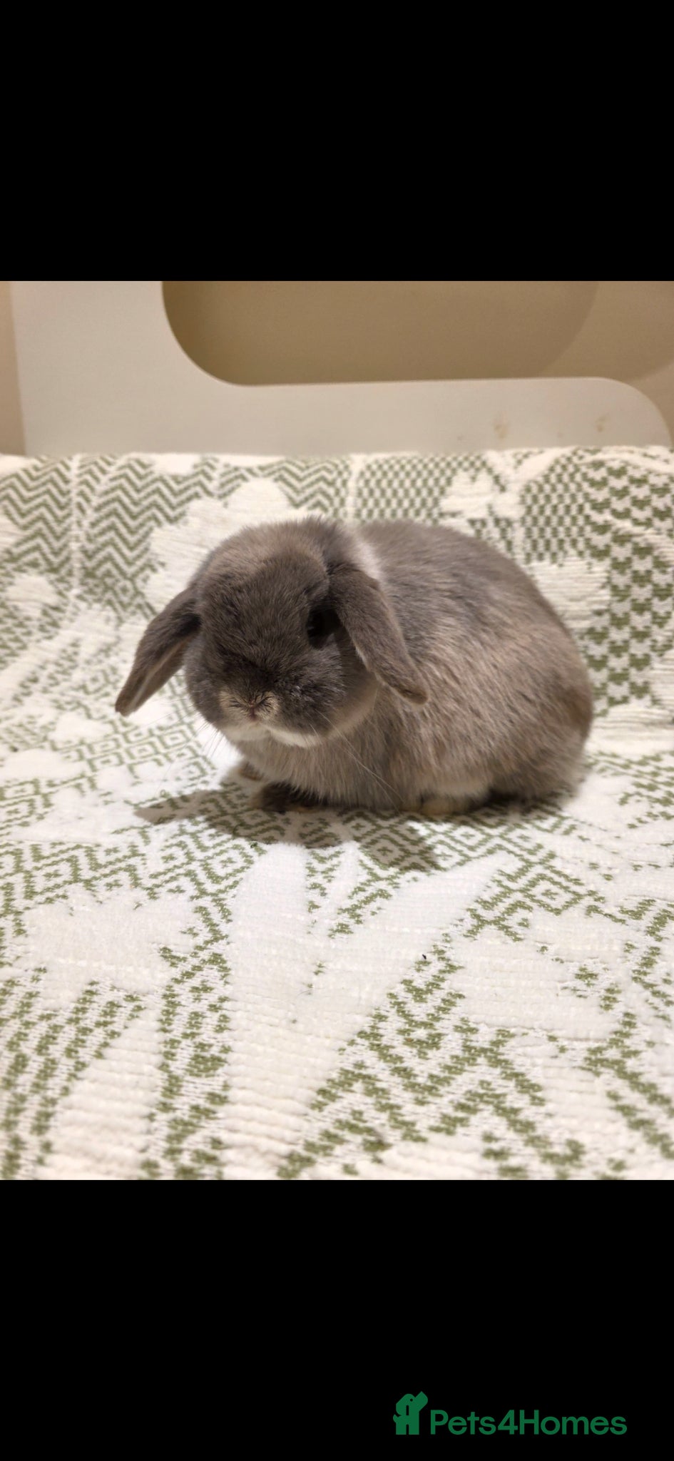 Mini Lop rabbits Mini lops looking for loving home - Advert 14