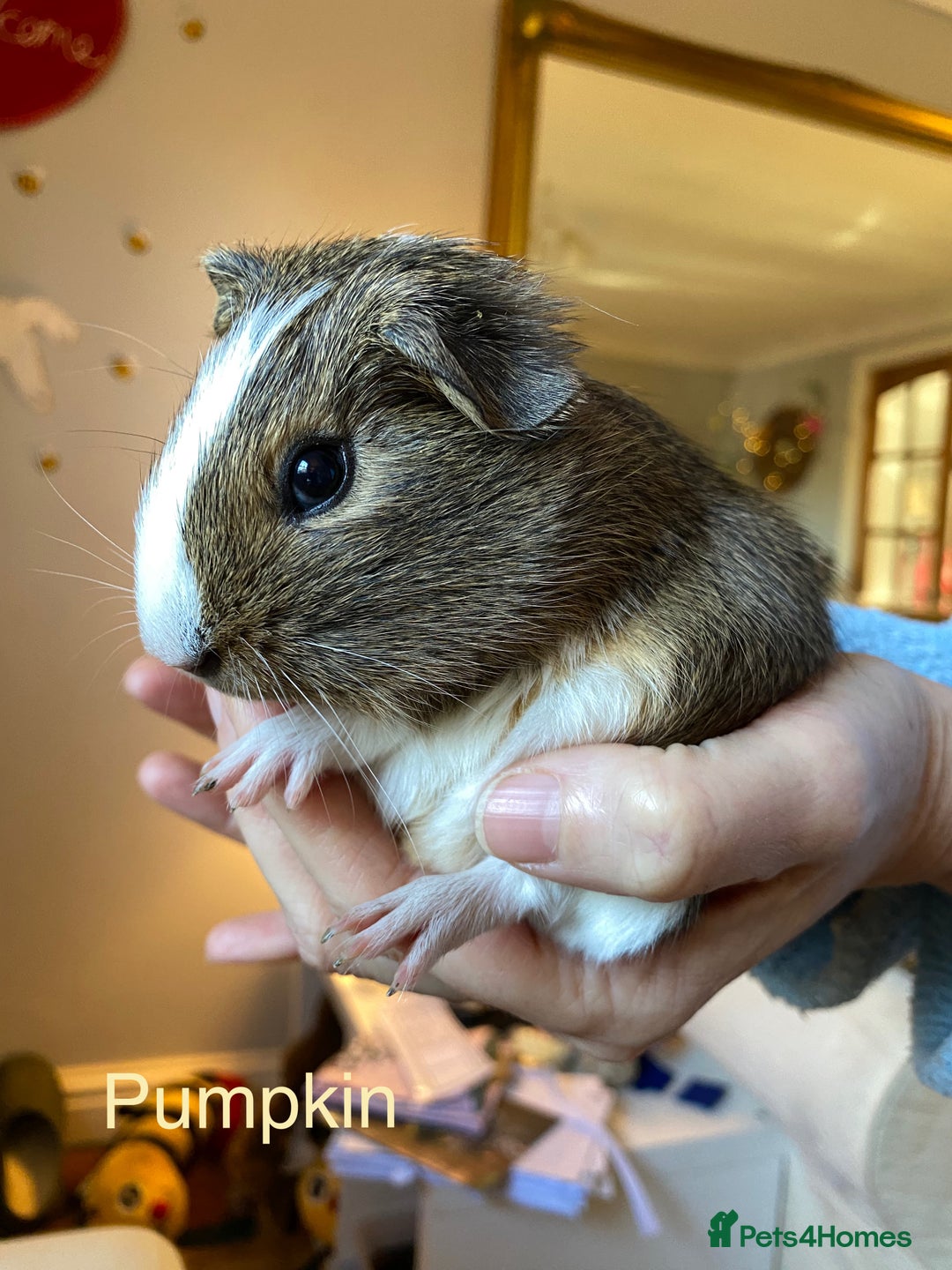 Guinea Pig rodents for sale: Lovely baby boy Guinea pigs - Image 3