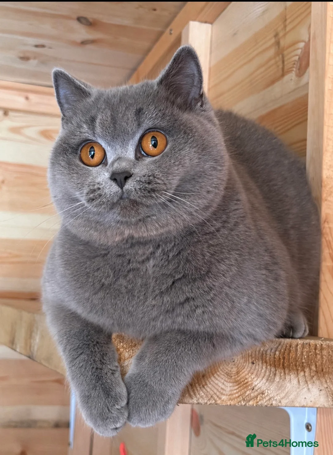 British Shorthair cats for sale: Beautiful girl  - Advert 2