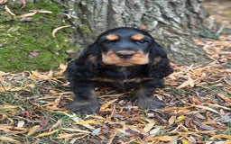 Cocker Spaniel dogs for sale: TRUE SHOW TYPE HEALTH TESTED SHOW TYPE  - Image 8