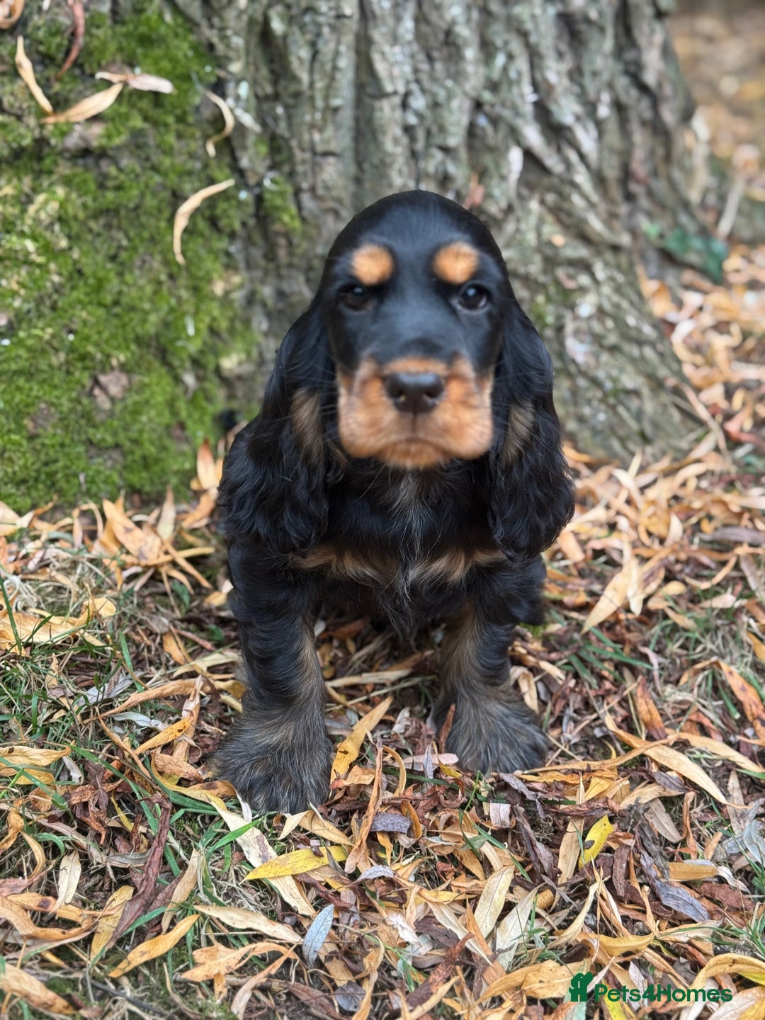 Cocker Spaniel dogs for sale: TRUE SHOW TYPE HEALTH TESTED SHOW TYPE  - Image 8