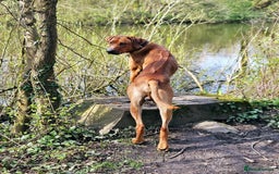 Rhodesian Ridgeback dogs for sale: Rhodesian ridgeback  - Image 3