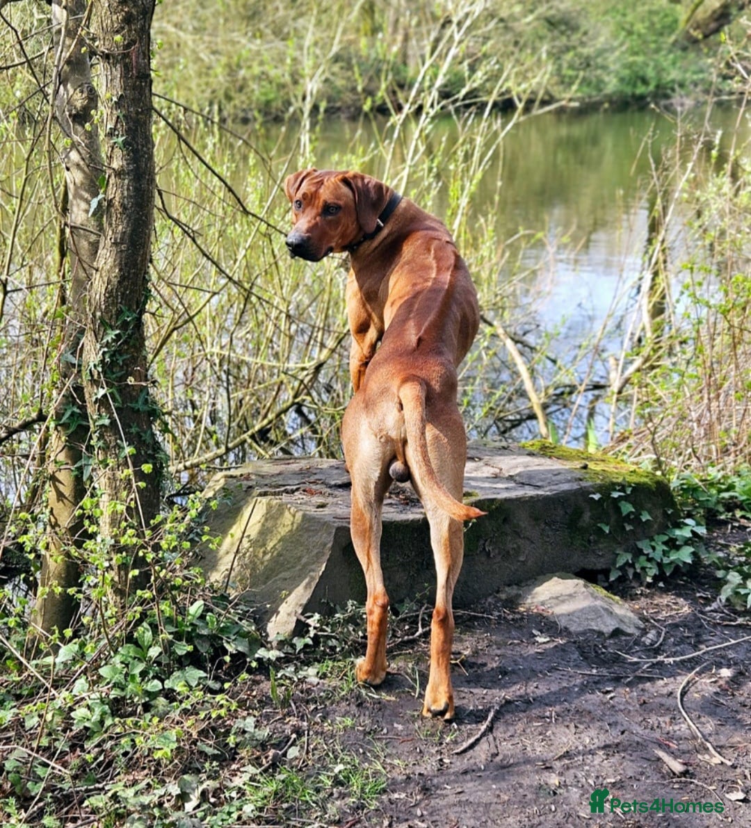 Rhodesian Ridgeback dogs for sale: Rhodesian ridgeback  - Image 3