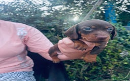 Dachshund dogs for sale: Beautiful dachshund puppies  - Image 6