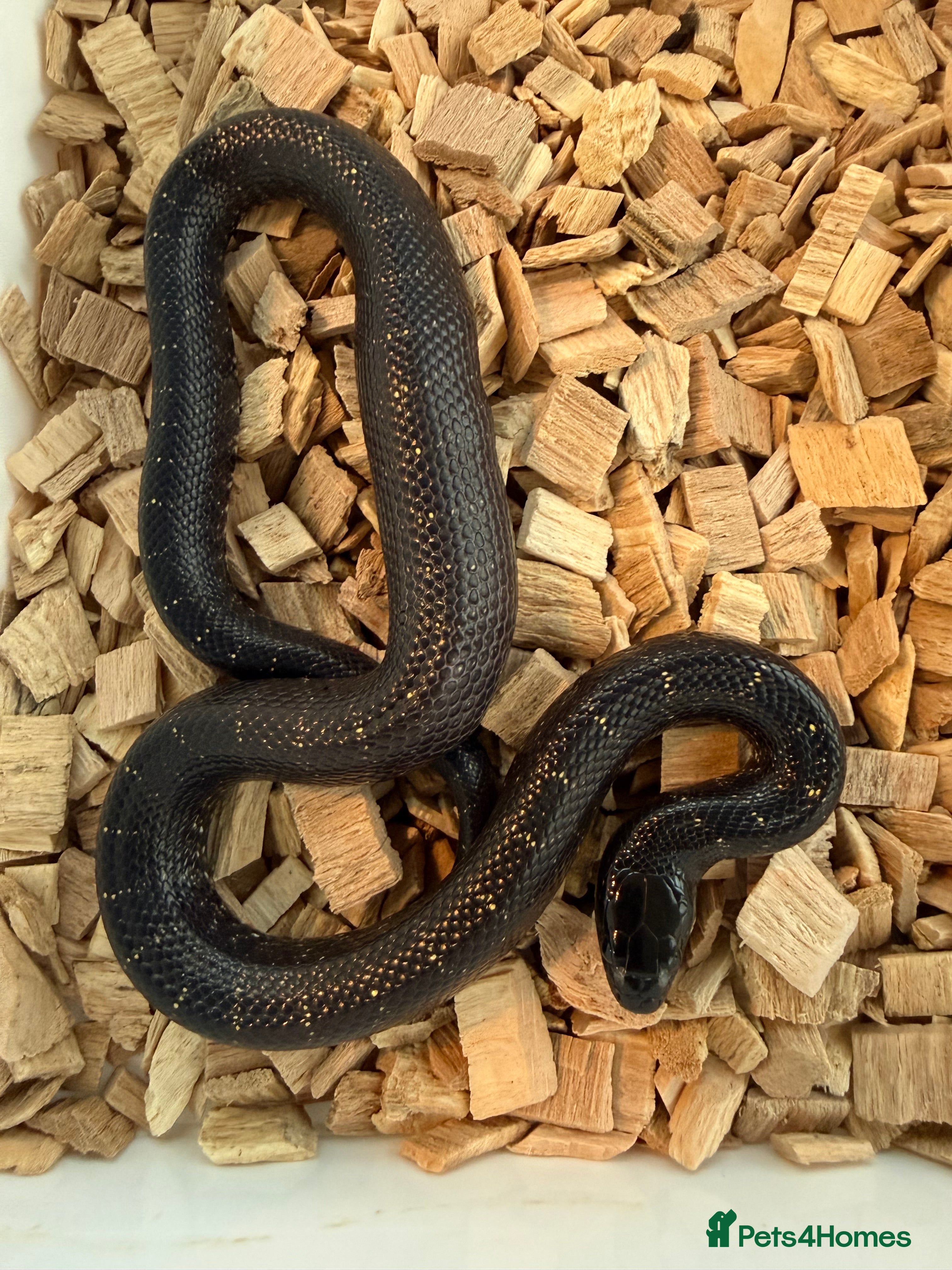 Corn Snake reptiles Mexican Black Corn Snake - Advert 8