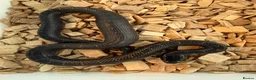 Corn Snake reptiles for sale: Mexican Black Corn Snake - Advert 1