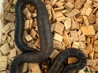Corn Snake reptiles Mexican Black Corn Snake - Advert 1