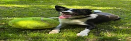 Border Collie dogs for sale: Daisy in Glasgow - Advert 2