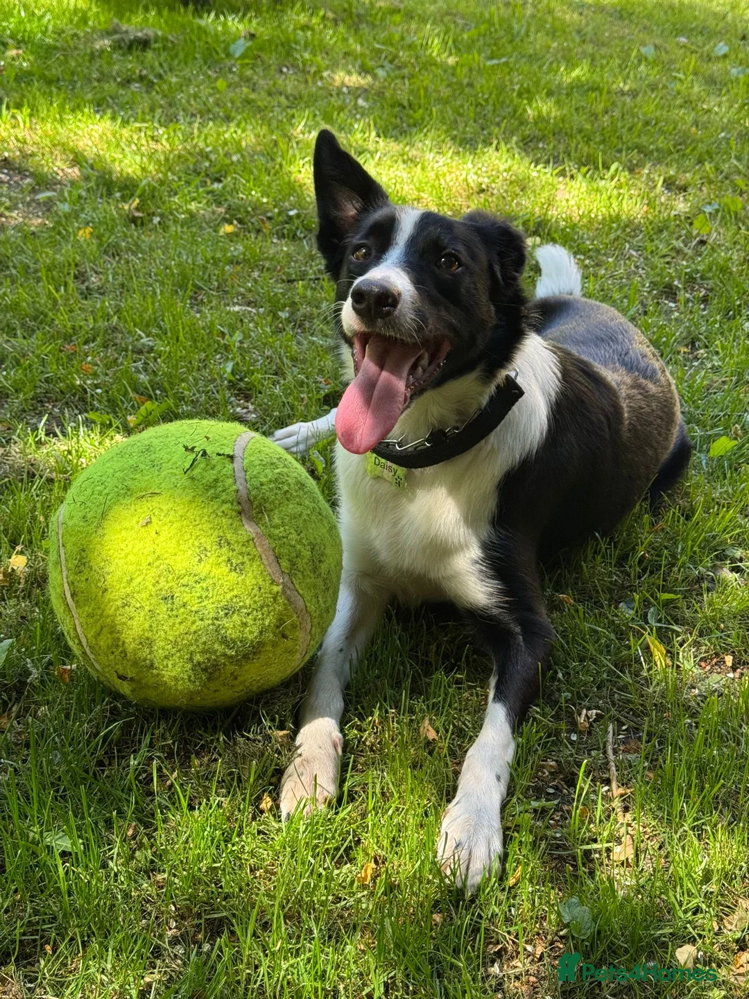 Border Collie dogs for sale: Daisy in Glasgow - Advert 2
