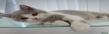 British Shorthair 3