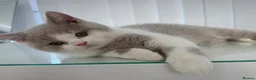 British Shorthair cats for sale: GCCF QUALITY BRITISH SHORTHAIR KITTENS - Advert 8