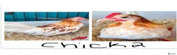 Chickens poultry for sale: 2 x Red Pyle Dutch Bantam in Spalding - Advert 4