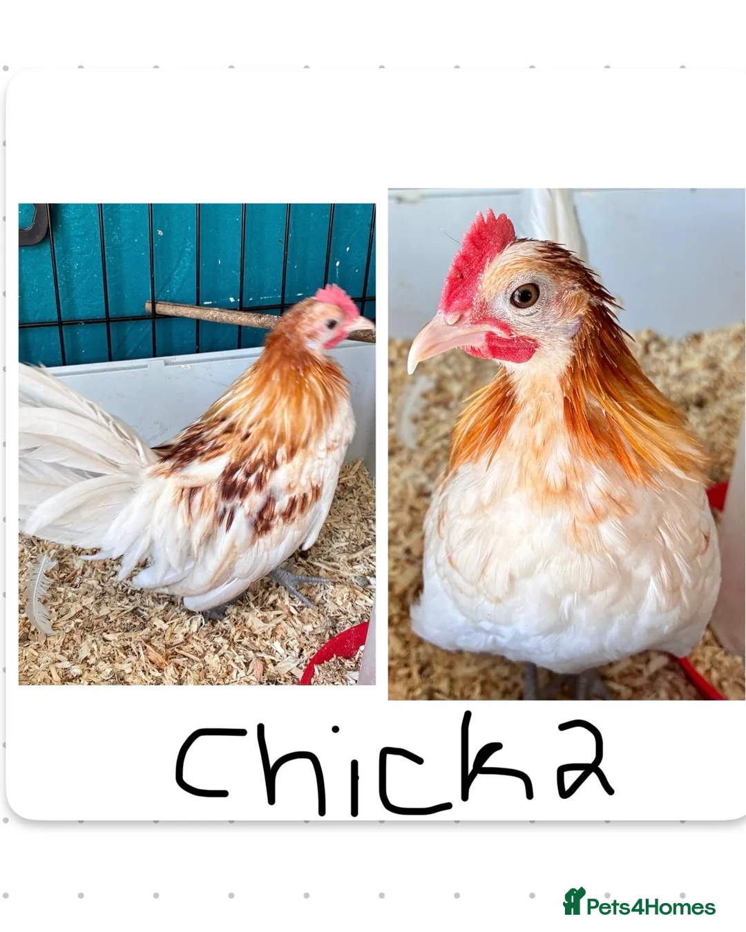 Chickens poultry for sale: 2 x Red Pyle Dutch Bantam in Spalding - Advert 4