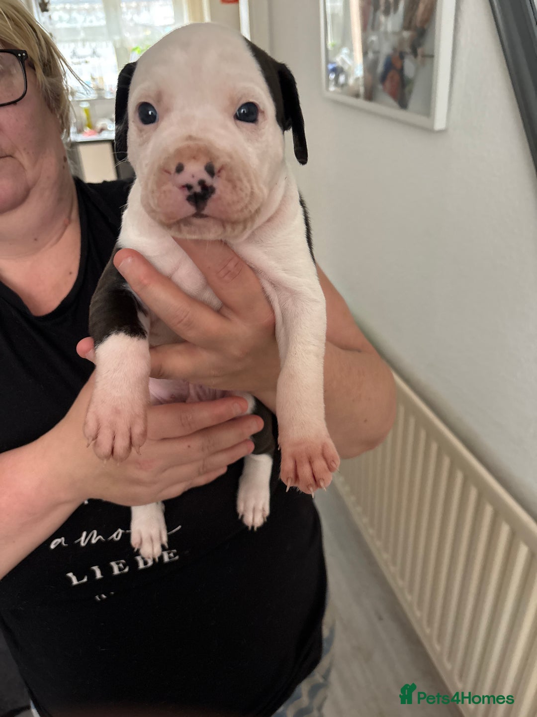 Mixed Breed dogs for sale: Staffie puppy’s  - Advert 12