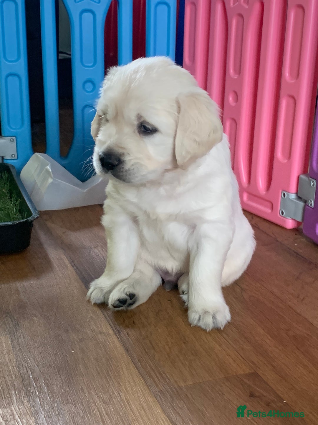 Golden Retriever dogs for sale: Gorgeous KC reg Golden Retriever Puppies - Image 10