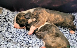 English Bull Terrier dogs for sale: ENGLISH BULL TERRIER,LITTER DUE 8TH OCTOBER  - Image 13