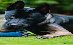 Belgian Shepherd Dog dogs for stud: Belgian Malinois x American Akita for Stud - Image 6