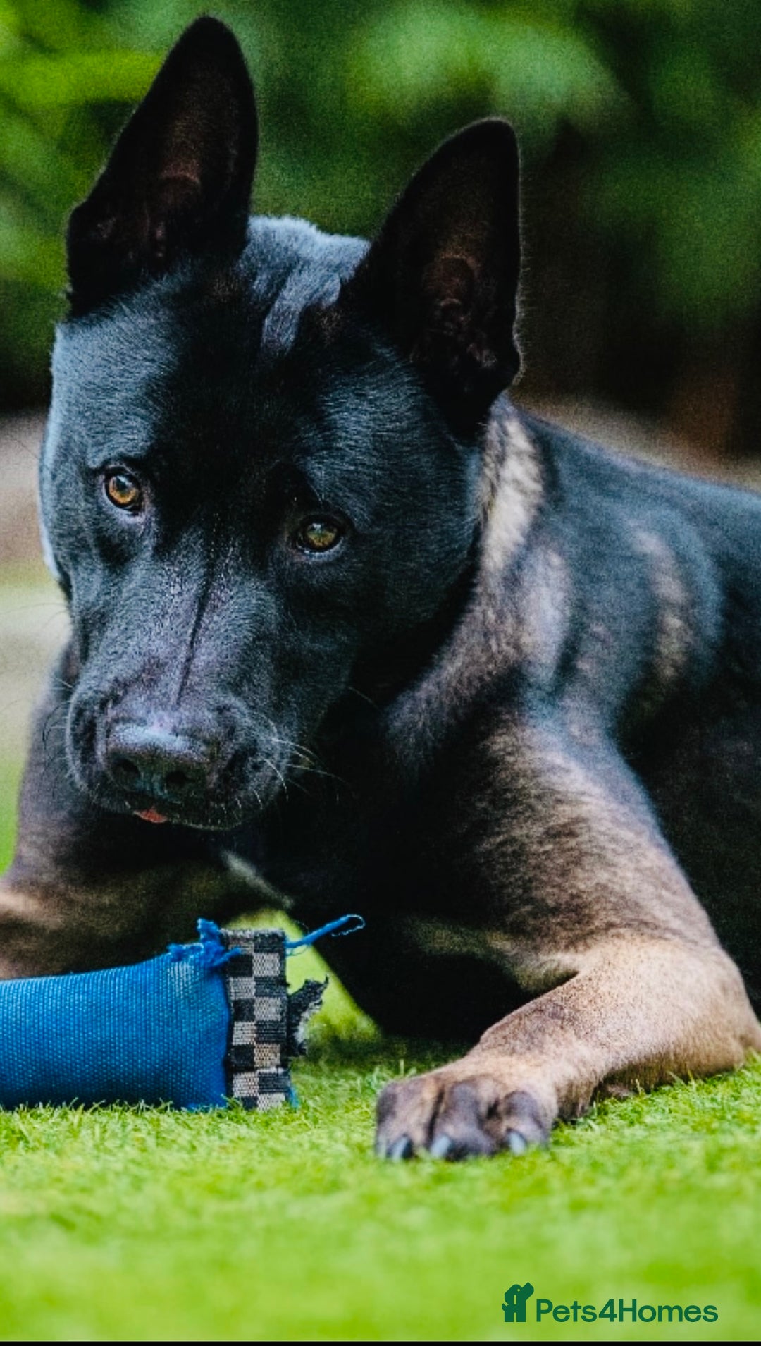 Belgian Shepherd Dog dogs for stud: Belgian Malinois x American Akita for Stud - Image 6