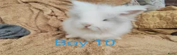 Lionhead rabbits for sale: Double mane lionhead rabbits - Advert 4