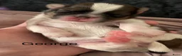 Shih Tzu dogs for sale: Shih Tzu pups - Advert 18