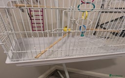 Canaries birds for sale: Yellow canary - Image 6