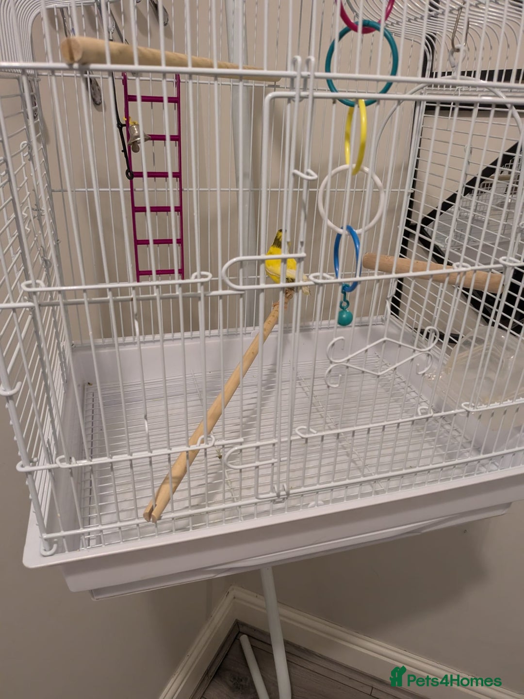 Canaries birds for sale: Yellow canary - Image 6