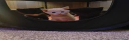 Domestic Shorthair cats for sale: KITTENS FOR SALE. READY AT 8 WEEKS - Advert 7