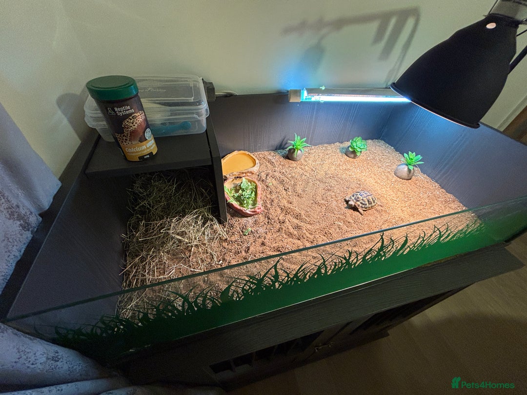 Tortoise reptiles for sale: Tortoise plus full set up - Image 2