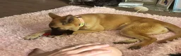 Mixed Breed dogs for adoption: Meet Peanut, currently residing in Torquay in Torquay - Advert 4