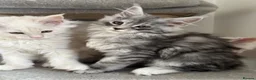 Maine Coon cats for sale: Stunning litter of Maine coon babies!  - Advert 15
