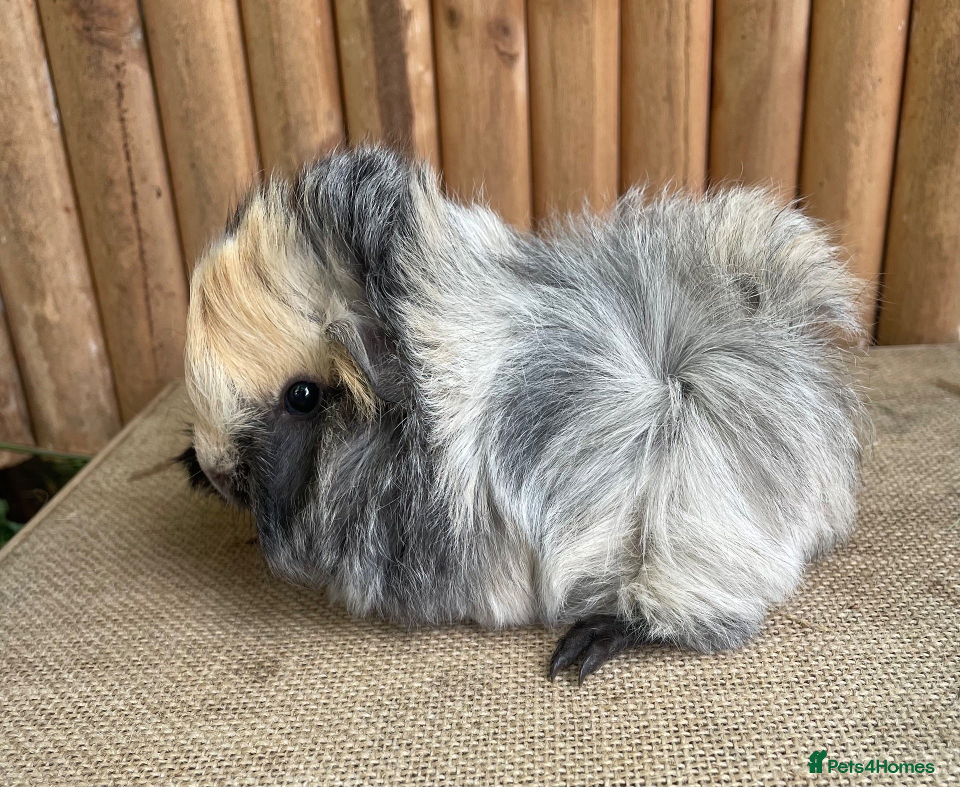 Guinea Pig rodents Beautiful baby sow - Advert 4