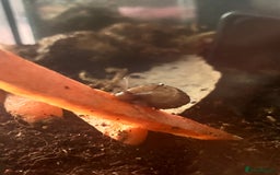 Snails invertebrates for sale: Baby snails  - Image 2